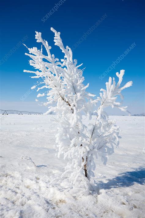 Hoar Frost And Rime Ice Stock Image C0128916 Science Photo Library