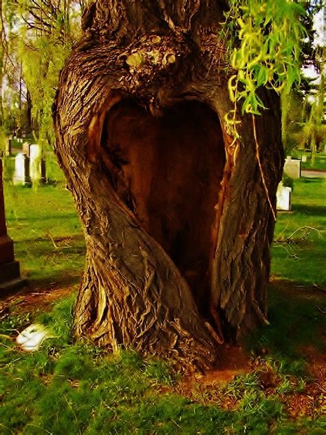 Heart Tree Somewhere In England Beautiful Mother