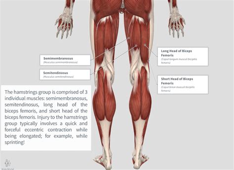 Posterior Thigh Pain Knowledge Central PhysioU