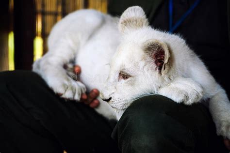 White Lion Cub In The Hands Of Man Stock Image Image Of Lions Park