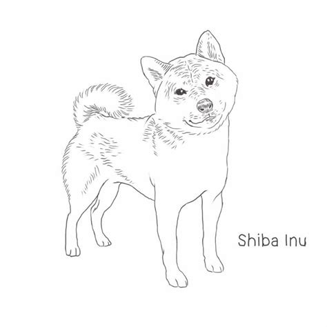 560 x 750 jpeg 50 кб. Shiba Inu Dog Breed Information | Dog Breeds List