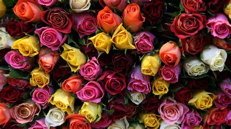 Wallpaper Roses Flower Many Colorful Bright 1920x1080