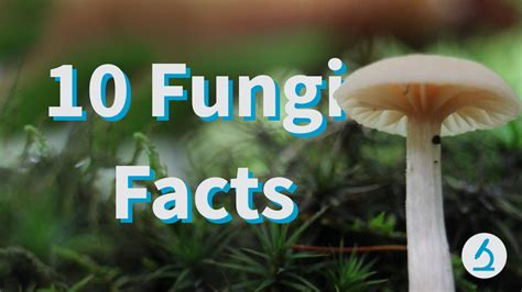 10 Fantastic Fungi Facts 🍄 Youtube