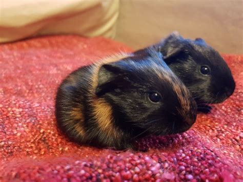 Beautiful Baby Guinea Pigs In Coventry West Midlands Gumtree