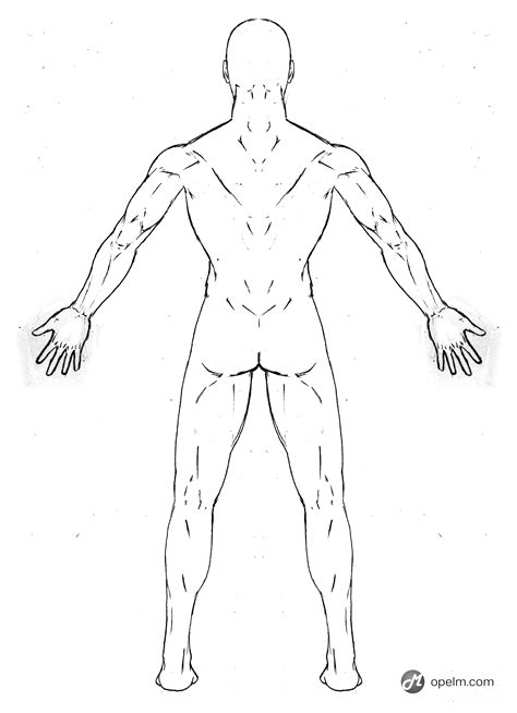 One way is to group them by their location on the anterior, lateral, and posterior regions of the body, but they can also be classified by anatomical. Human Male Body Drawing