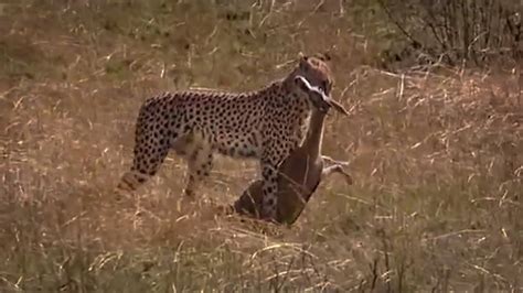 Cheetah Hunting Gazelle Big Cat Diary Bbc Earth Youtube