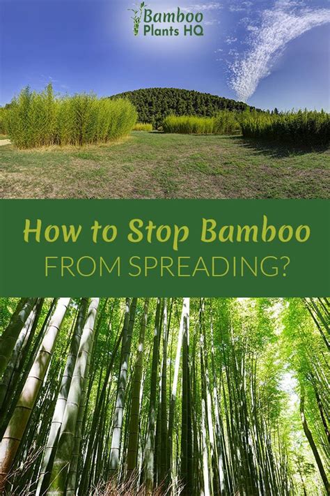 With bamboo plants rapidly taking over the hillsides in several central hanover communities, veteran the bamboo sheds its leaves, so it is not like the traditional plants that add moisture or send. How to Stop Bamboo From Spreading? | Bamboo Plants HQ