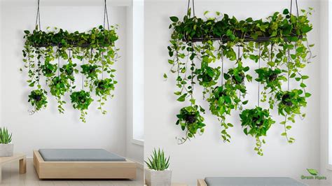 Hanging Money plants Make Your Living Room More Welcoming & Relaxing