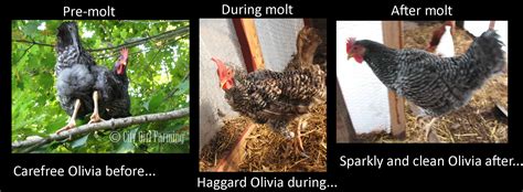 Heavy molting is when a cockatiel loses a large portion of feathers, especially from its tail and wings. Chicken Molting (Tis the Season) - CITY GIRL FARMING