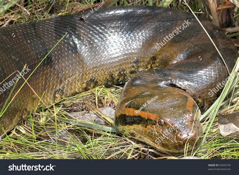 190 Fotos De Giant Anaconda Amazon Fotos Imágenes Y Otros Productos