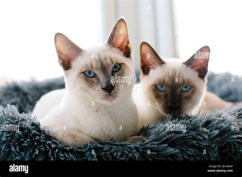 Siamese Cats Hi Res Stock Photography And Images Alamy