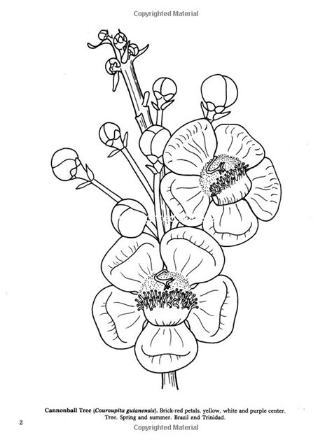 Tropical Flowers of the World Coloring Book: Lynda E. Chandler