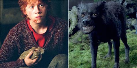Every Animagus In Harry Potter Ranked By Size