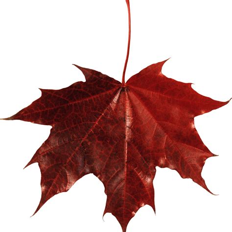 Maple leaf Autumn leaf color - maple leaf png download - 3000*3000 - Free Transparent Leaf png ...