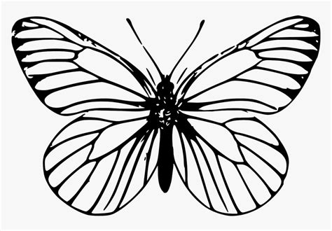 Clip Art Butterfly Outline Outline Drawing Of Butterfly Hd Png