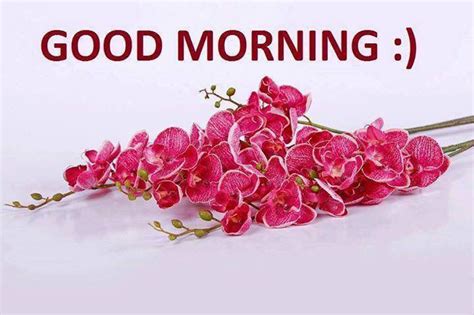 Good Morning Tuesday Flowers Pictures Photos And Images For Facebook
