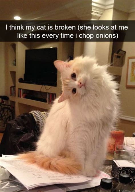 30 Funny Snapchat Cats Funnyfoto