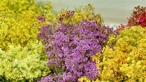 The largest city in the state of alaska, anchorage is best known as the northernmost major city in the united states. Products Gallery | Anchorage Flower Wholesale