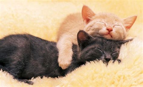 Hugging Cats Cute Pictures Images Funny And Cute Animals