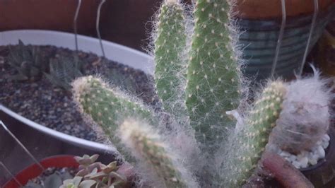 I grow four types and hope that the tuna or prickly pear was harvested when it was pretty mature. Prickly Pear Snow (Opuntia 'Snow') #cacti | Cactus plants ...
