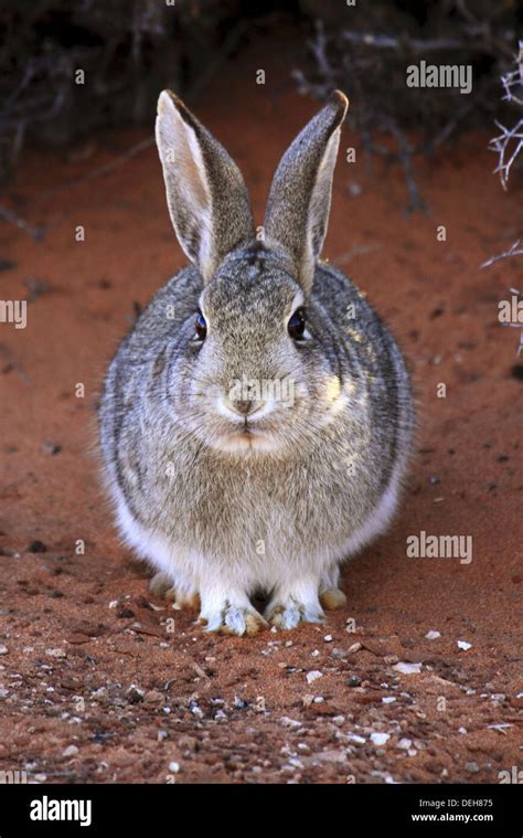 White Tailed Rabbit Jackrabbit In The Dessert Of Arizona Portrait Of