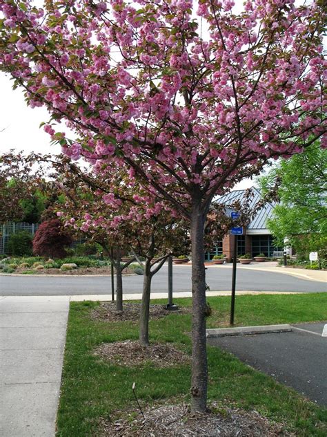 Kwanzan Cherry Tree Cherry Blossoms Flowering Cherry Tree Pink Flowering Trees Blossom Garden