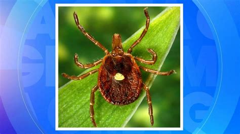 Cdc Issues New Warning Over Tick Borne Meat Allergy