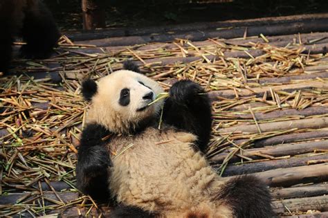 China Chengdu Panda Center Chris Travel Blog