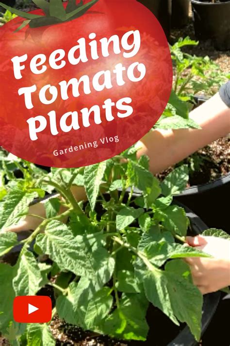 Feeding Tomato Plants 3 Easy Ways To Fertilize Tomatoes Video