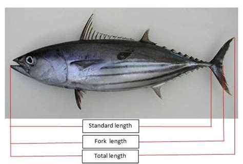 Fish Length Measurement Methods Standard Length Sl Fork Length