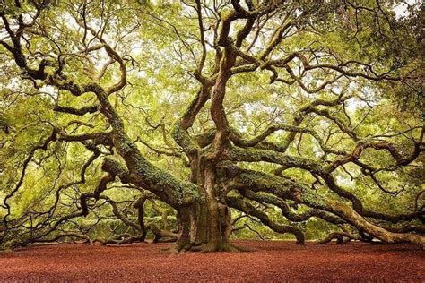 10 Photos Of Worlds Most Incredible Trees That Prove Nature Is Magnificent