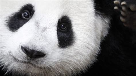 Giant Panda Is No Longer Endangered Experts Say Cbc News