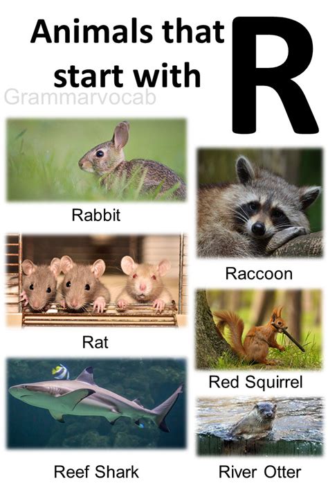 Animals That Begin With R Pictures Pdf Grammarvocab