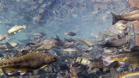 The Apache Trout Are Returning To Lakes And Streams