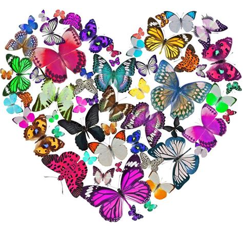 Heart Of The Butterflies Stock Photos Image 27433063