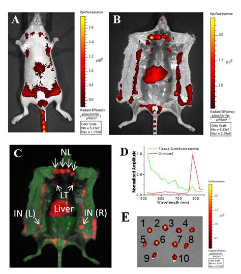 Fluorescence Imaging Of Lymphatic Basins In Mice By Tail Vein