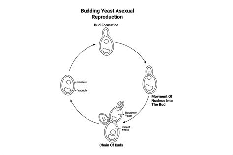 Budding Yeast Asexual Reproduction Graphic By Hamjaiu · Creative Fabrica