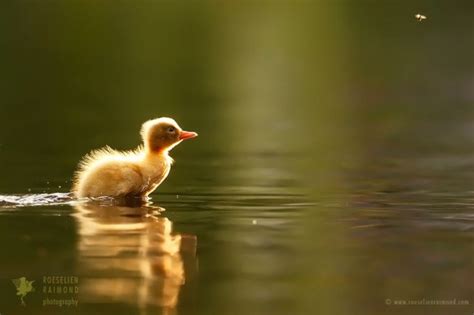 More Ducklings Goslings Cygnets And Baby Birds Roeselien Raimond