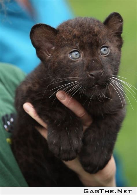 Panther Baby Süße Tiere Niedliche Tierbabys Wilde Katzen