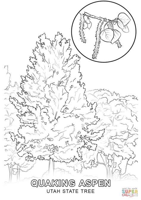 Louisiana State Tree Coloring Page Coloring Pages