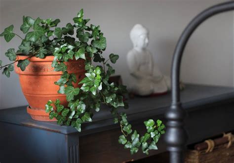 English Ivy Plant Care How To Keep Them Happy