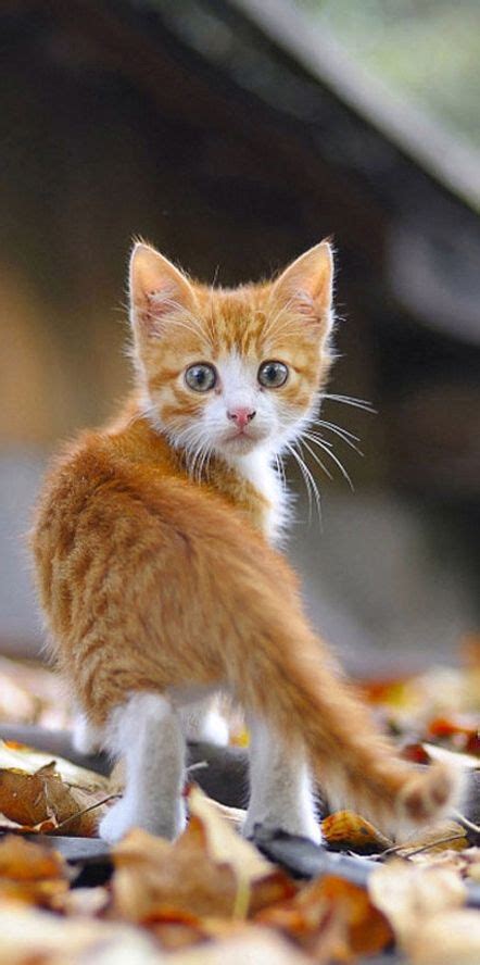 What was that?! | Cats, Kittens cutest, Cute cats and kittens