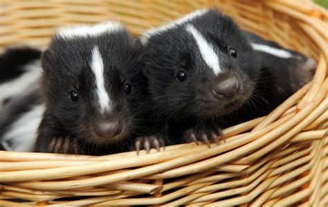 They May Stink But Baby Skunks Are Still Cute Baby Animal Zoo