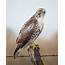 Hawk Claws Photograph By Steve Marler