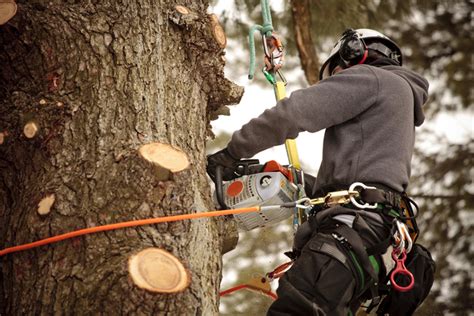 Medium sized trees between 30 and 50 feet in height, cost between $700 to $1,000 to trim. How Much Does Tree Trimming Cost? | Lineage Tree Care
