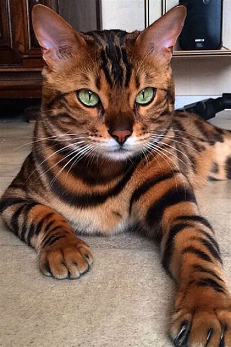 Meet Thor The Most Beautiful Bengal Cat In The World In 2020 Bengal