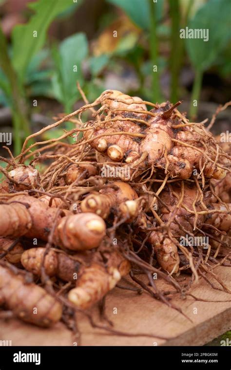 Freshly Harvested Turmeric Rhizomes Or Roots Curcuma Longa Commonly