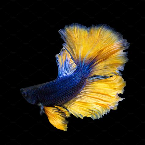 Image Of Betta Fish On Black Containing Action Aggressive And Animal