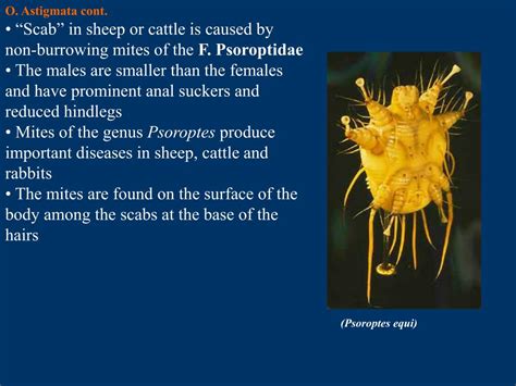 Ppt Chapter 40 Subclass Acari Ticks And Mites Powerpoint Presentation Id 196391