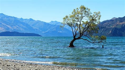 Последние твиты от neuseeland news (@neuseelandnews). Wanaka Baum im Wasser - Neuseeland - YouTube